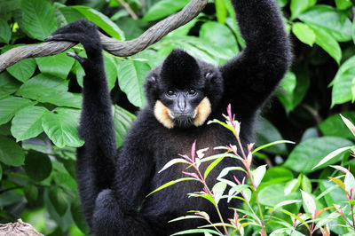 Portrait of monkey by leaves