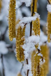 Close-up of frozen tree during winter