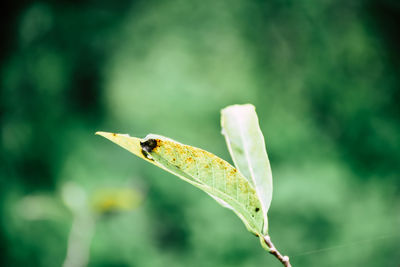 Close-up of insect on leaf