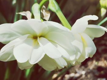 Close-up of flower blooming outdoors