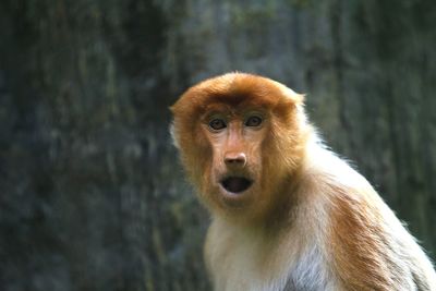 Portrait of monkey looking away