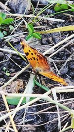 High angle view of butterfly on field