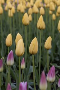 Close-up of red tulips