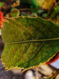 Close-up of maple leaf