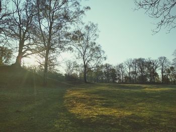 Trees on field against clear sky