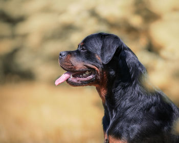 Close-up of black dog looking away