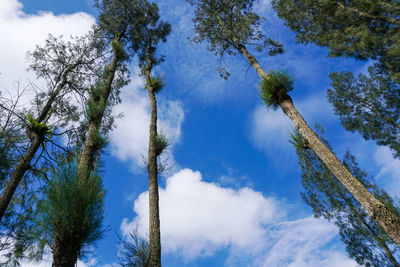 Low angle view of trees against sky