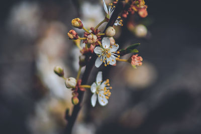 Close-up of cherry blossoms in spring