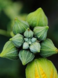 Close-up of fresh green plant