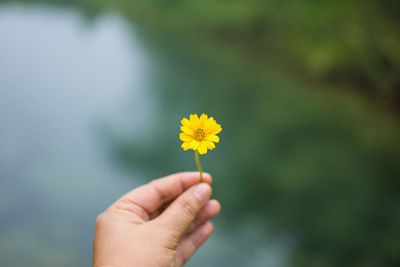 Cropped hand holding yellow flowering plant