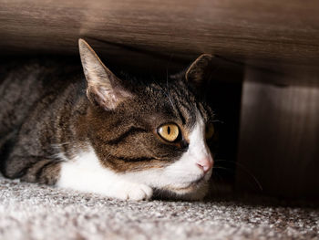 Close-up portrait of a cat