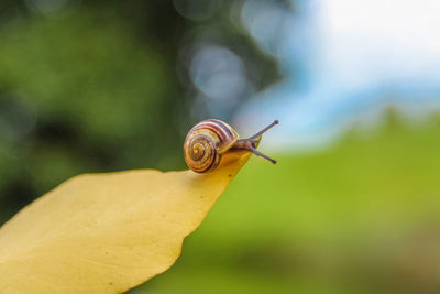 Close-up of snail on leaf