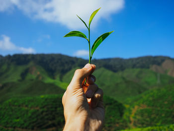 Cropped image of person holding tea crop against sky