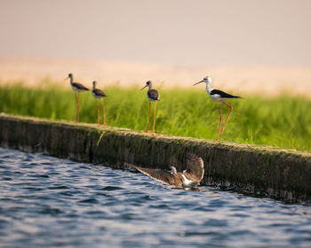 Birds perching on wooden post in lake