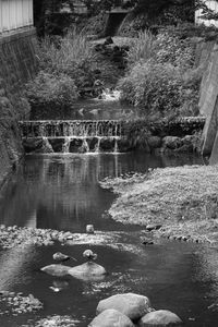 Reflection of trees in water