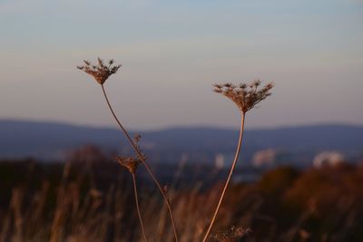 Close-up of wilted plant on field against sky during sunset