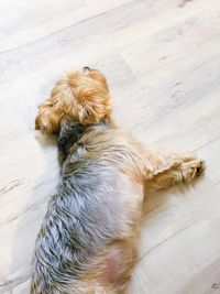 High angle view of dog resting