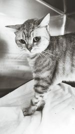 Close-up of cat sitting on bed at home