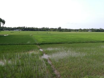 Scenic view of agricultural field against clear sky