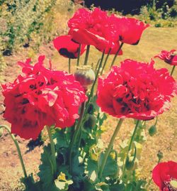 Close-up of red flower blooming in field