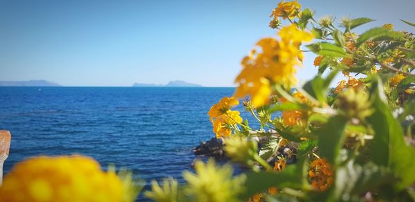 Yellow flowering plants by sea against clear sky