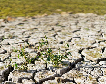 Close-up of the soil of a dry lake, the earth is broken up in floes, small plant in the foreground