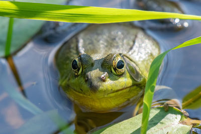 Close up of a bullfrog - michigan