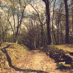 Scenic view of forest