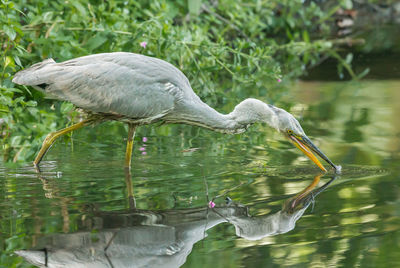 Gray heron foraging in lake