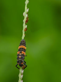 Close-up of ladybug larva