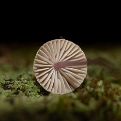 Close-up of mushroom