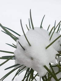 Close-up of snow on plant against white background