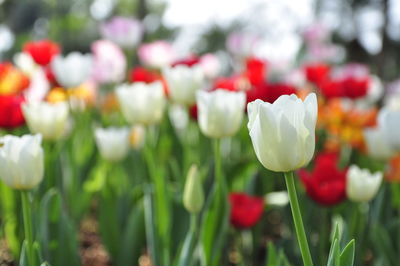 Close-up of white tulips on field