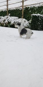 White dog in snow