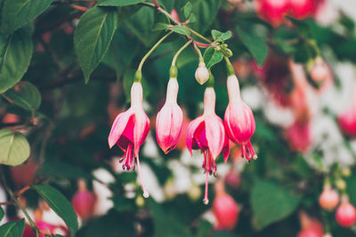 Close-up of pink flowering plant
