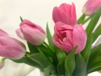 Close-up of pink flowers blooming outdoors