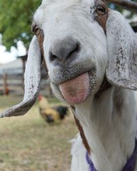 Close-up portrait of horse