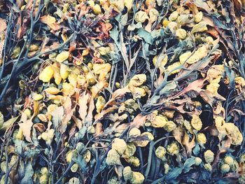 Full frame shot of dried autumn leaves on field