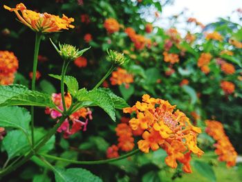 Close-up of orange flowering plant