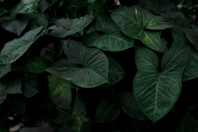 Close-up of fresh green leaves