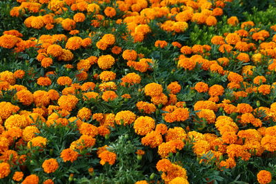 Close-up of fresh yellow flowers