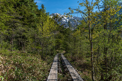 Footpath amidst trees in forest