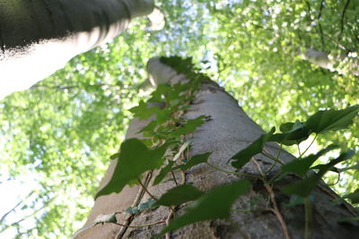 Low angle view of leaves on tree