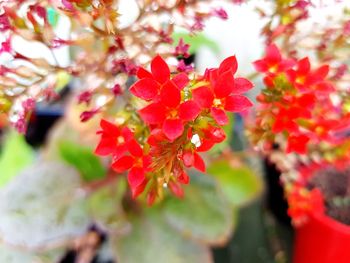 Close-up of red flowers blooming outdoors