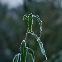 Close-up of plant