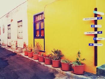Potted plants against yellow wall