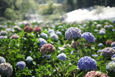 Close-up of purple flowering plant