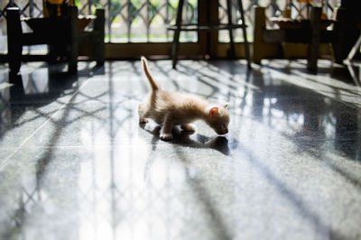 Portrait of a cat on floor