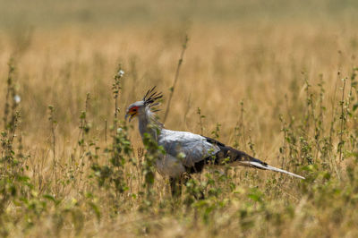 Side view of bird perching on field