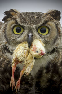 Close-up portrait of owl